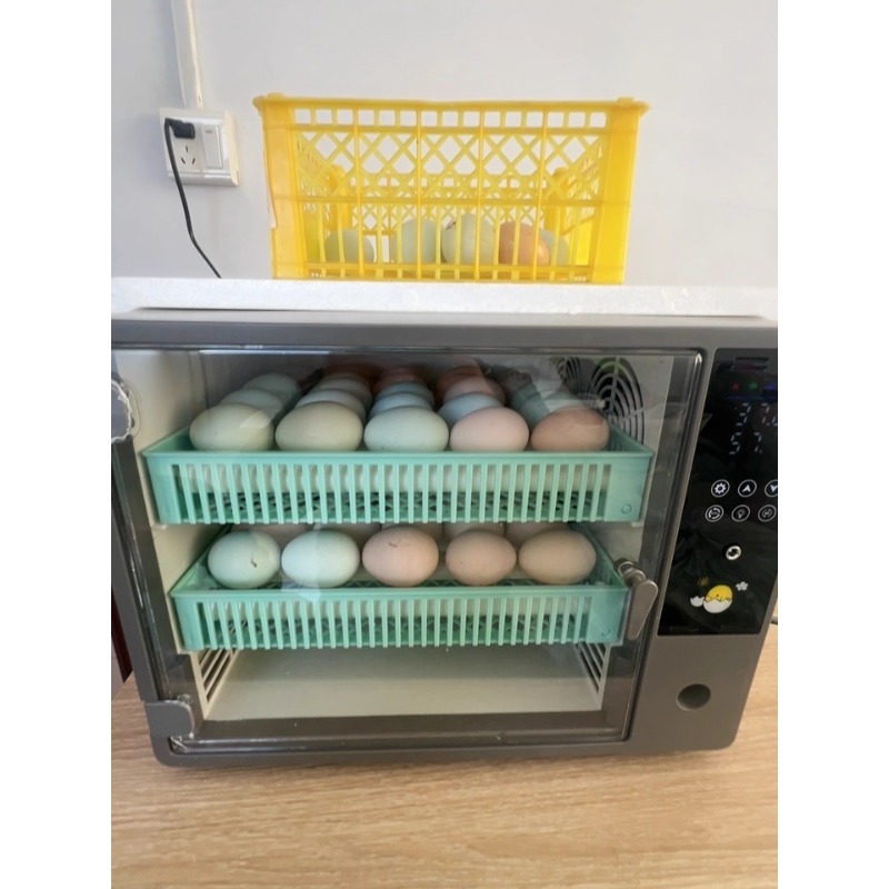 Direkt vom Hersteller 2026 Vol – Quail Egg Incubator Bewertung und Preis