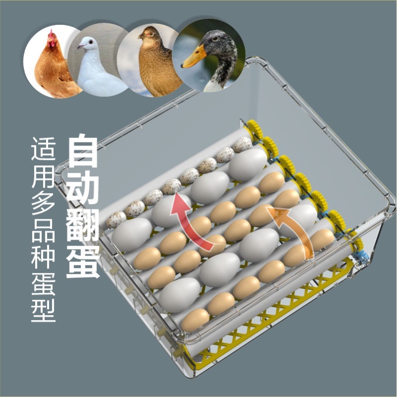 Vollautomatischer Eierinkubato – Quail Egg Incubator Bewertung und Preis